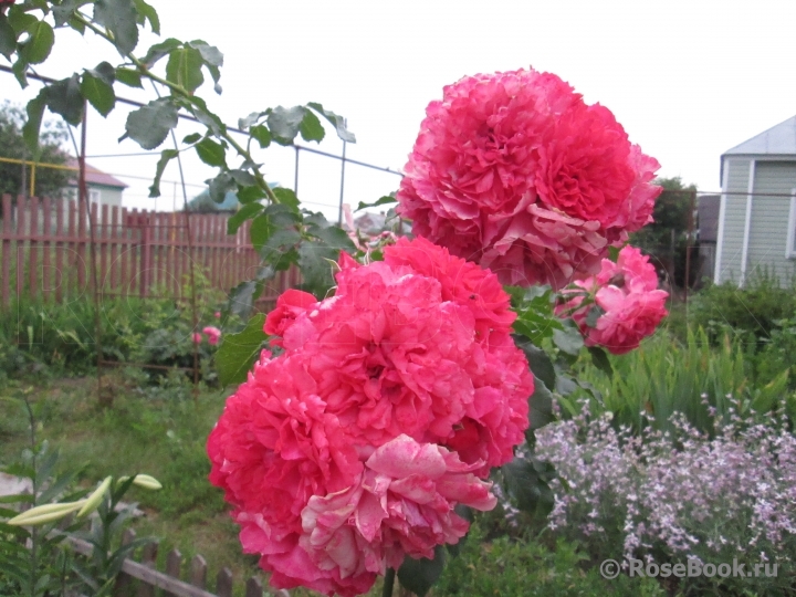 Rosarium Uetersen