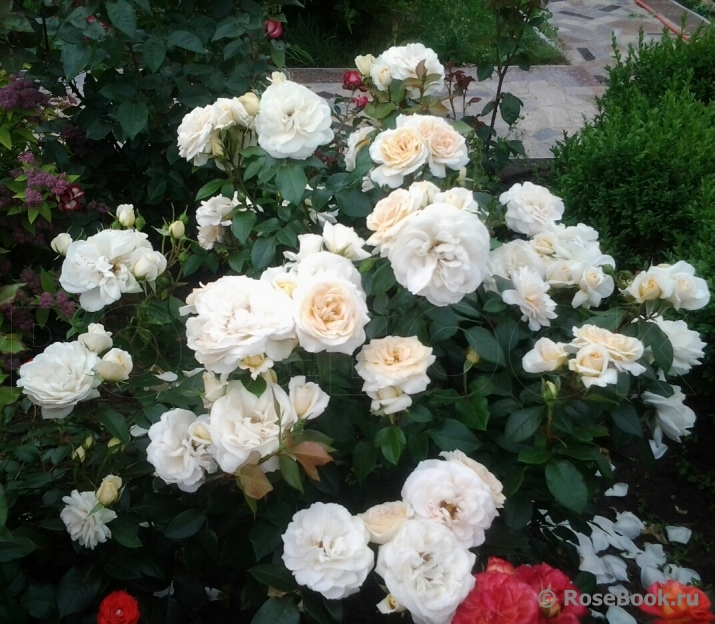 Lions Rose