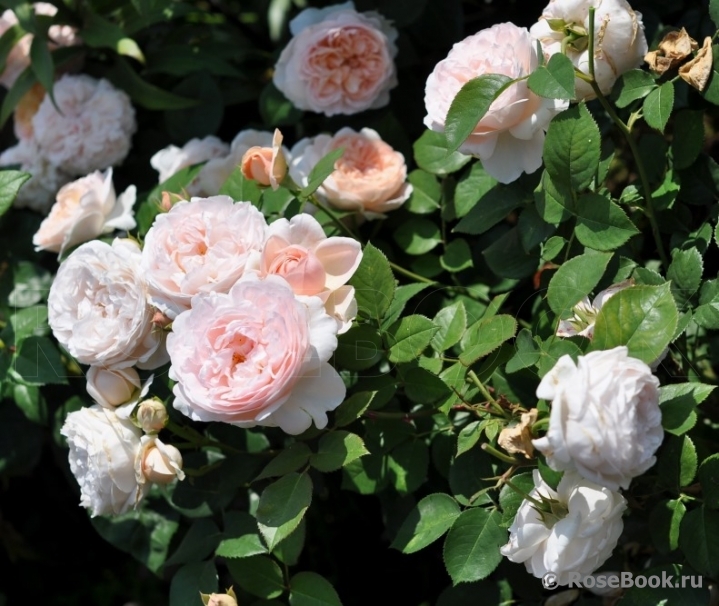Ambridge Rose 
