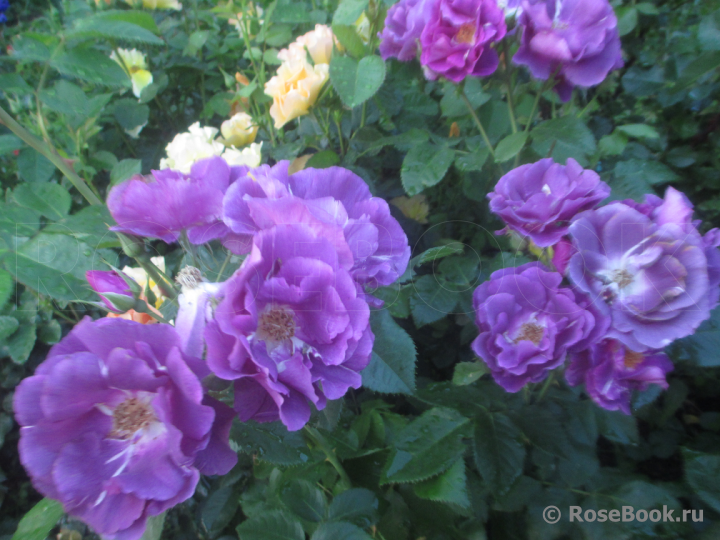 Rhapsody in Blue 
