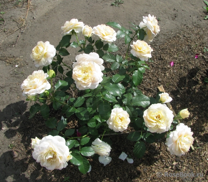 Marie Antoinette 