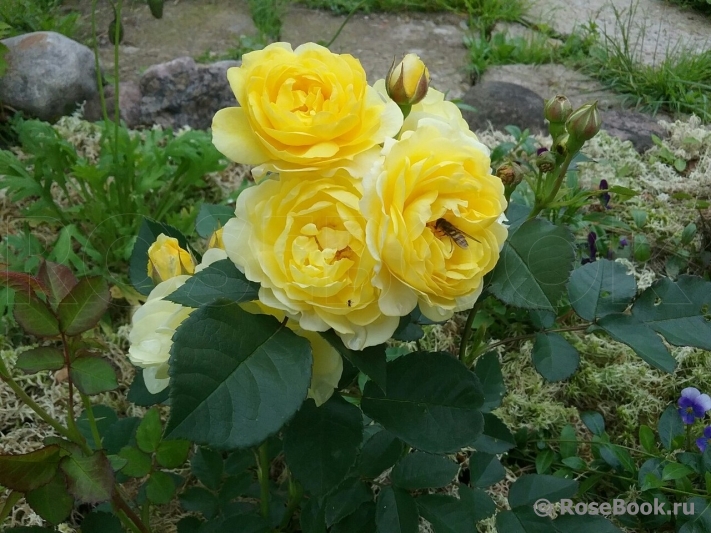 Golden Border