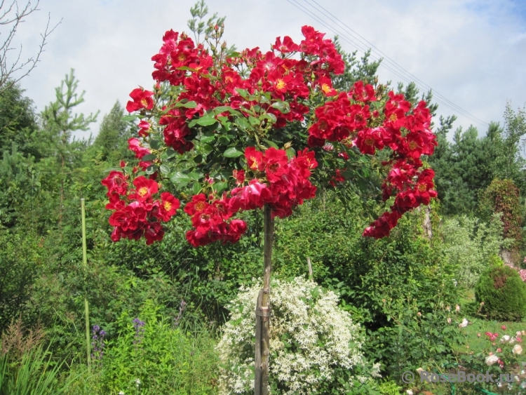 Rouge Meillandecor