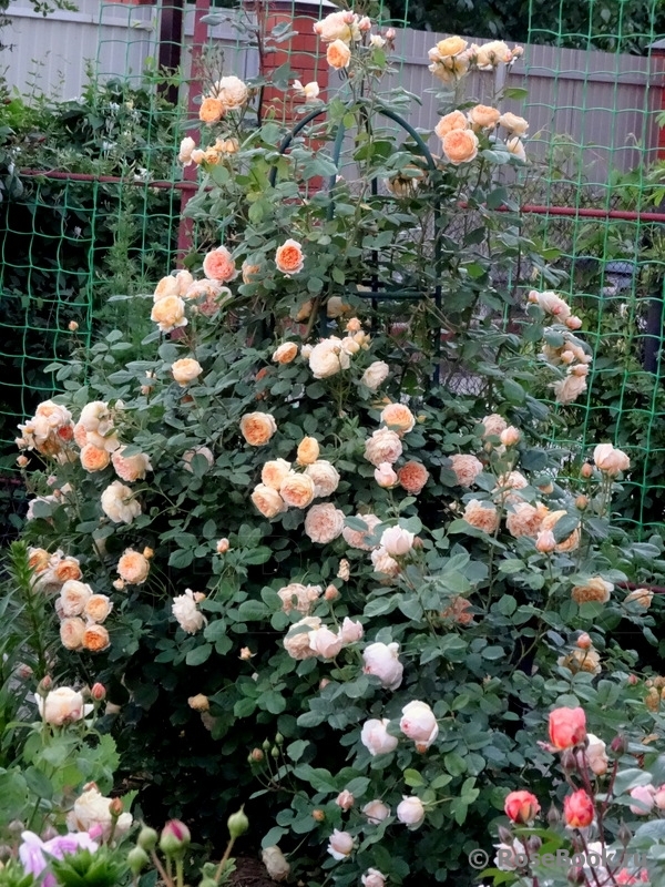 Crown Princess Margareta®
