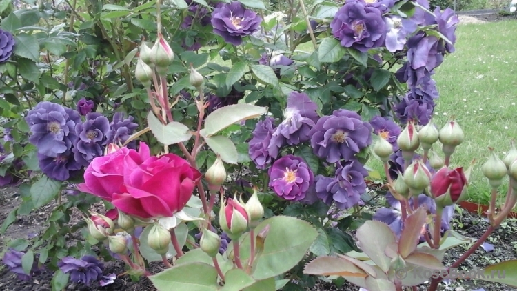 Rhapsody in Blue 