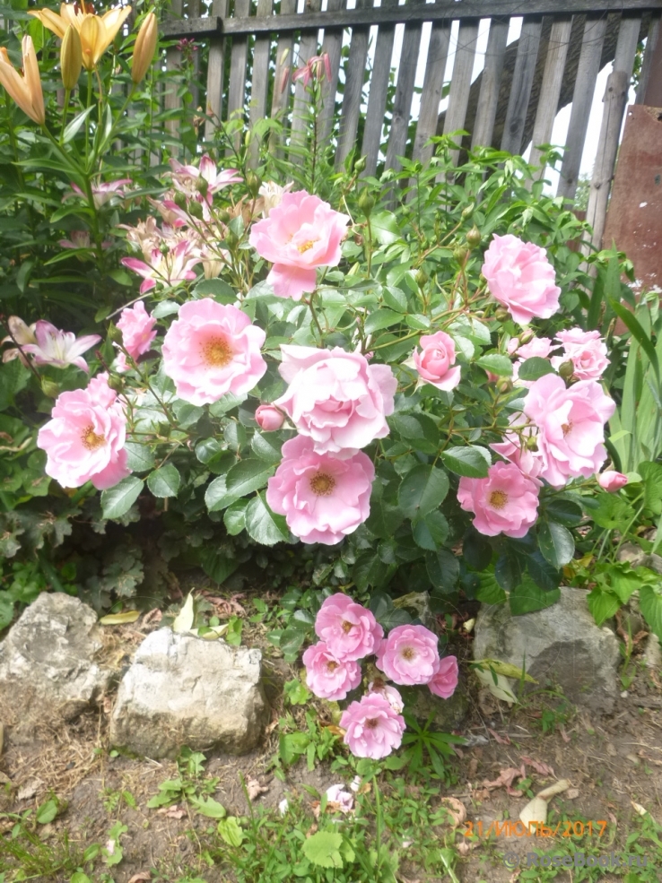 Sommermorgen