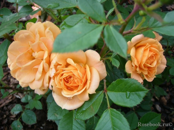 Apricot Clementine 