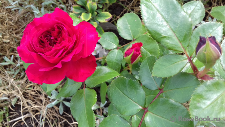 Red Leonardo da Vinci