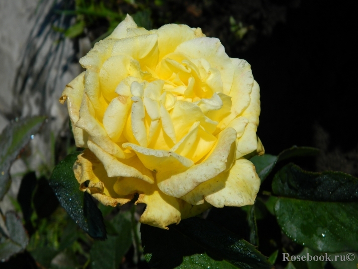 Friesia