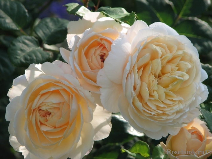 Crocus Rose® 