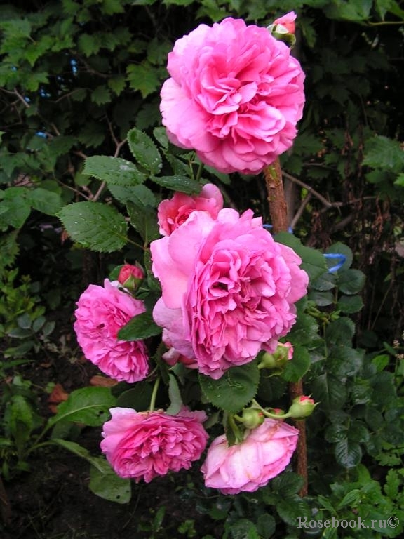 Princess Alexandra of Kent 