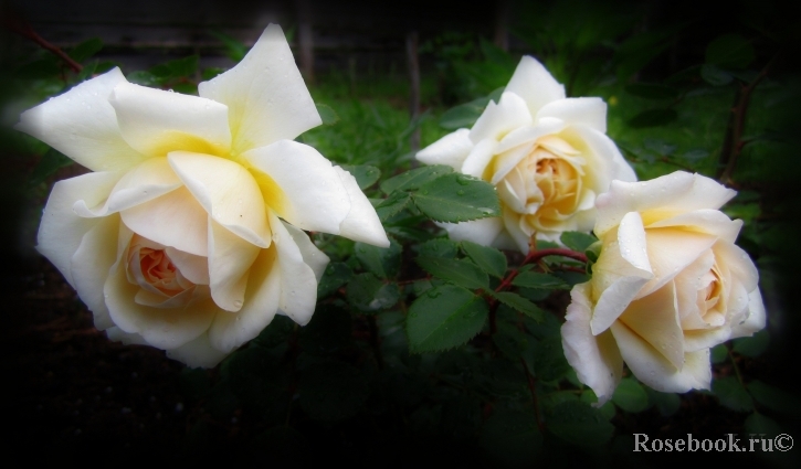Crocus Rose® 