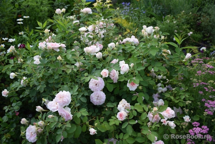 Morden Blush