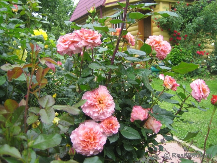 Augusta Luise