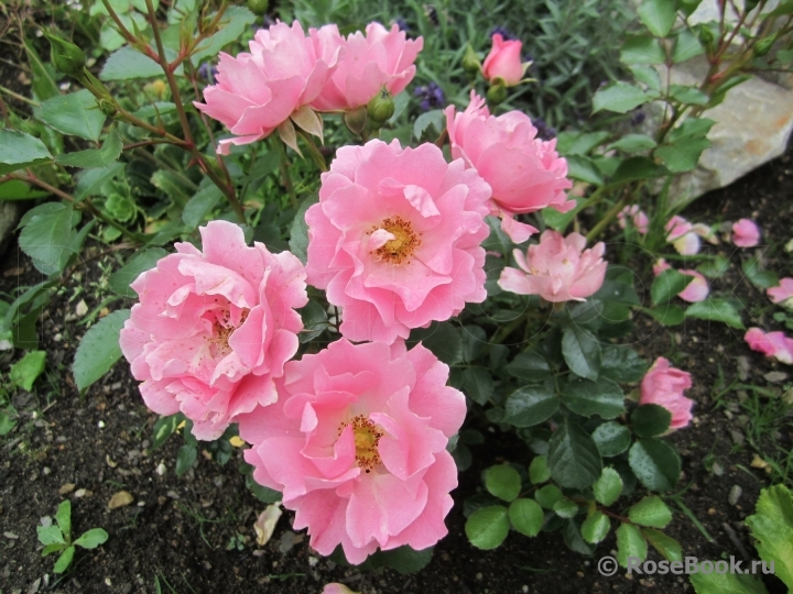 Sommerwind