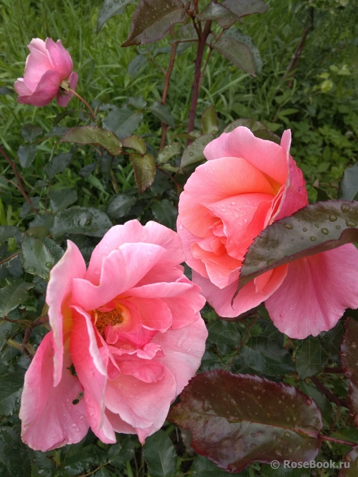 Fragrant Delight ®