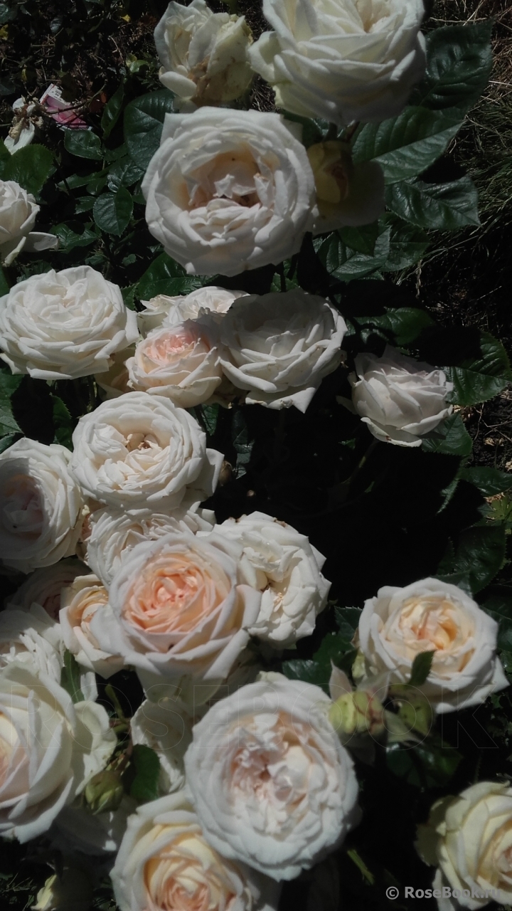 Madame Anisette ®