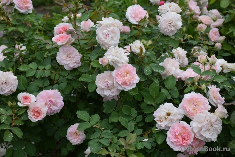 Morden Blush