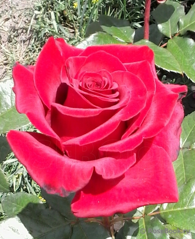 Mildred Scheel 
