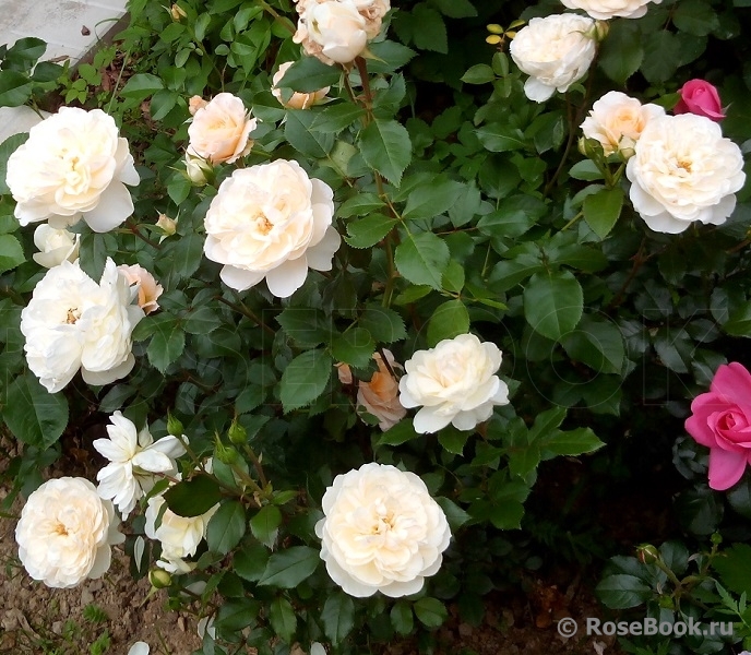 Queens Jubilee Rose