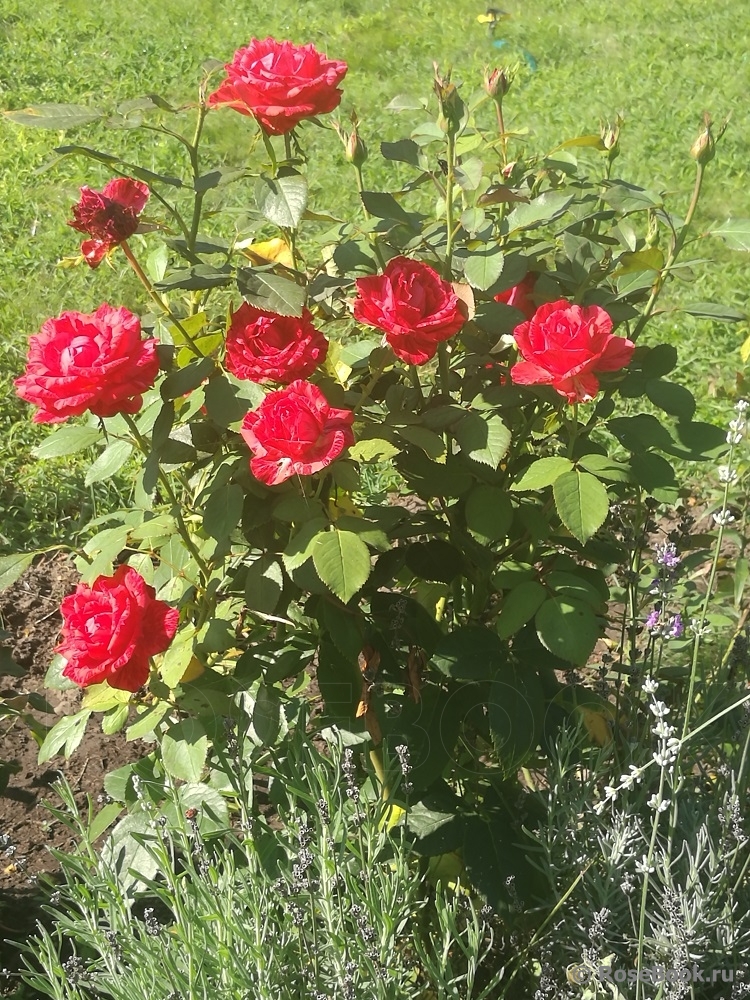 Red Intuition