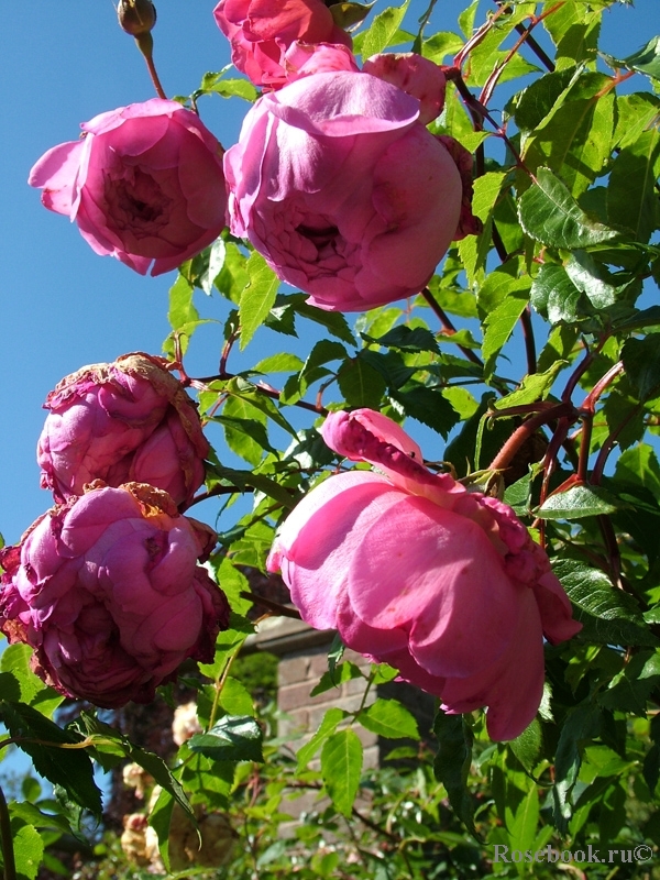 Wisley