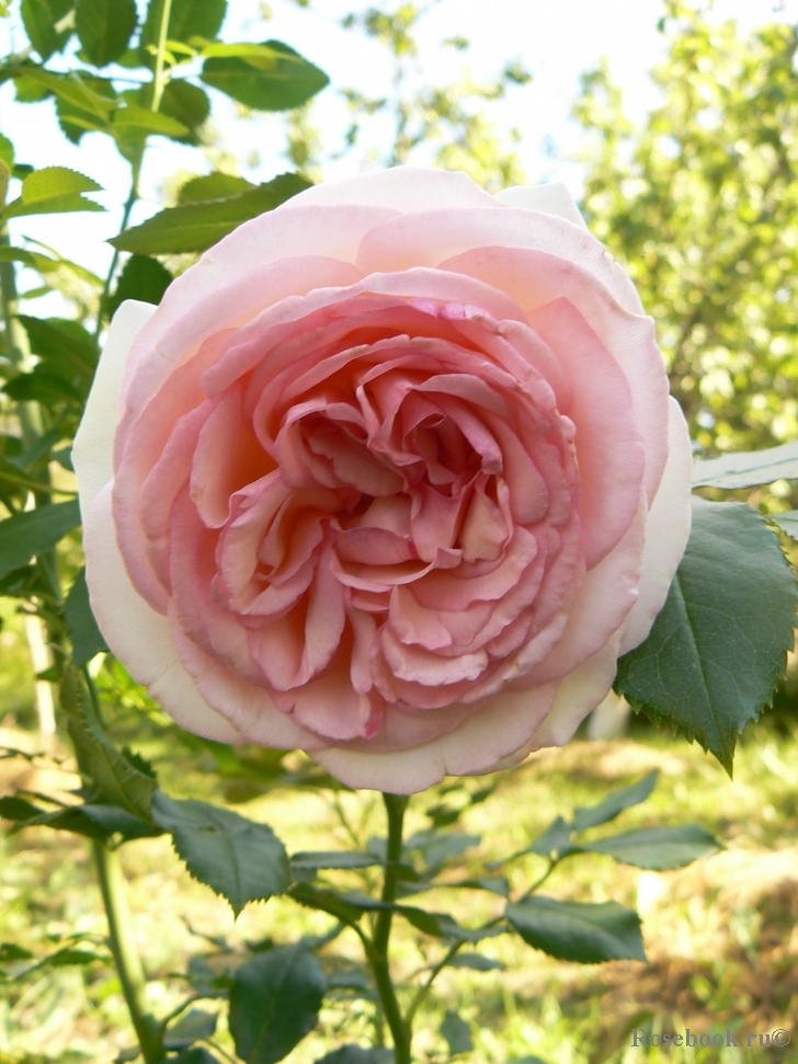 Pierre de Ronsard