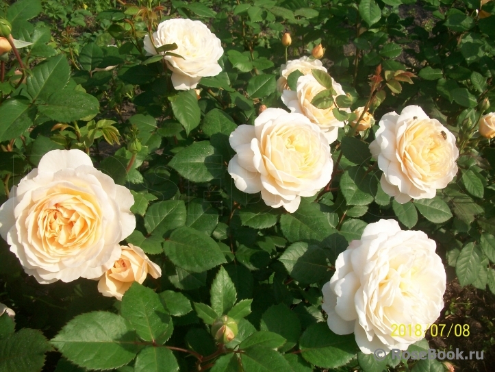 Crocus Rose® 