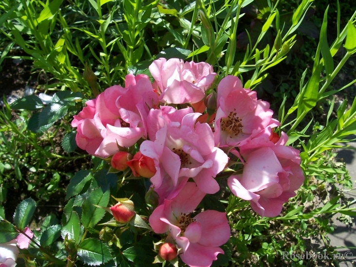 Sommerwind