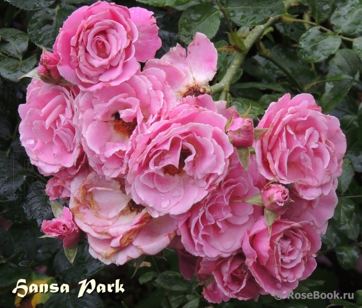 Hansa Park