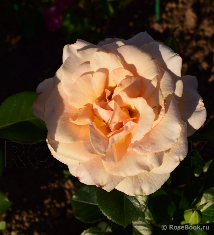Debbie Phillips Rose