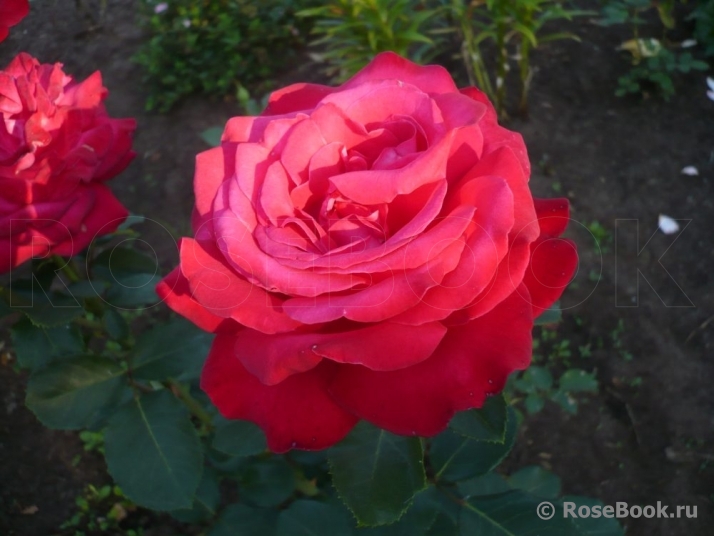 Red Star