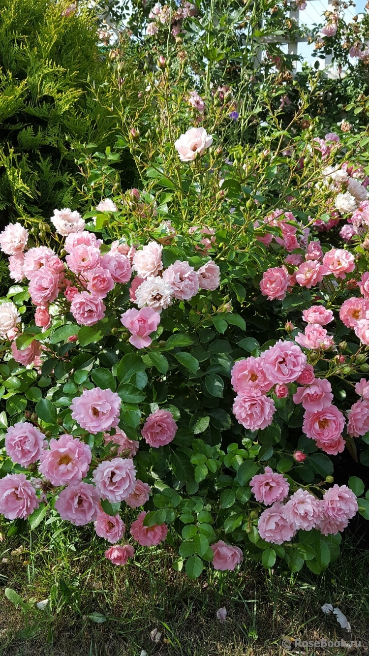 Sommerwind