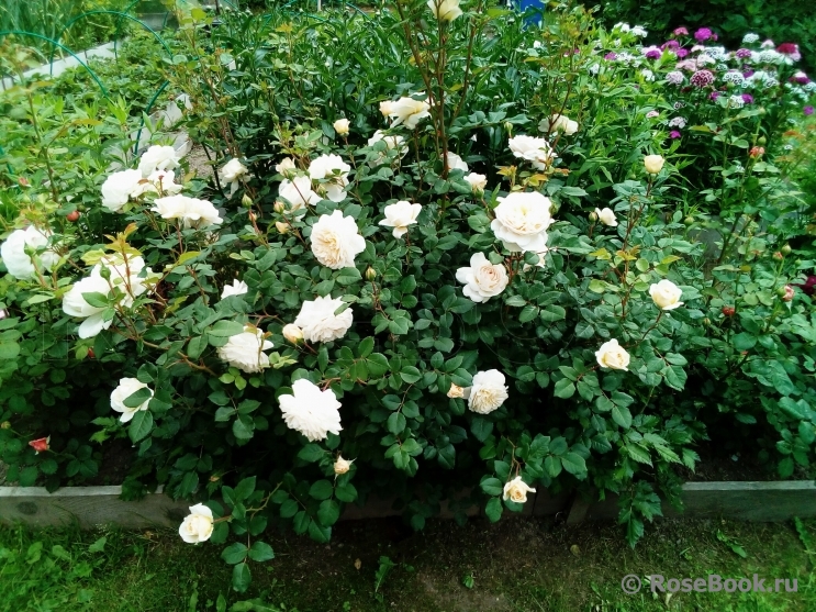 Crocus Rose® 