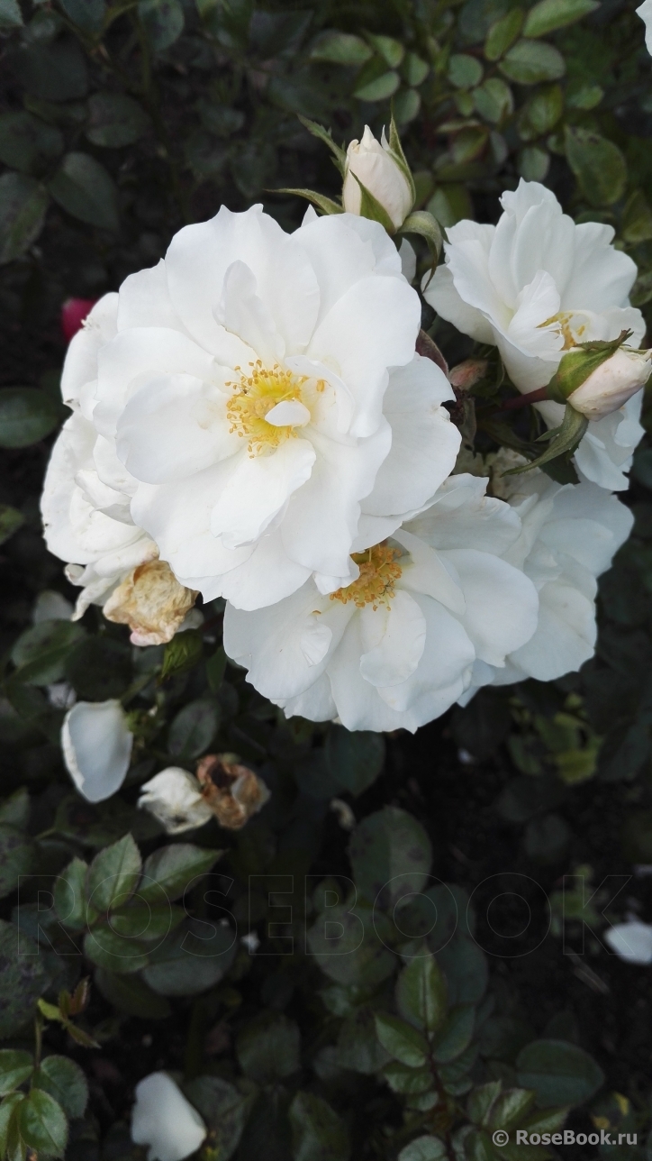 Milly Winterjewel