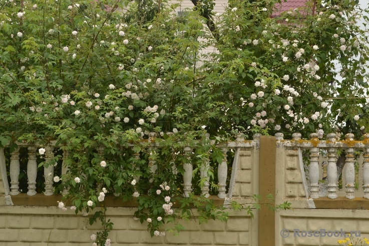 Paul’s Himalayan Musk 