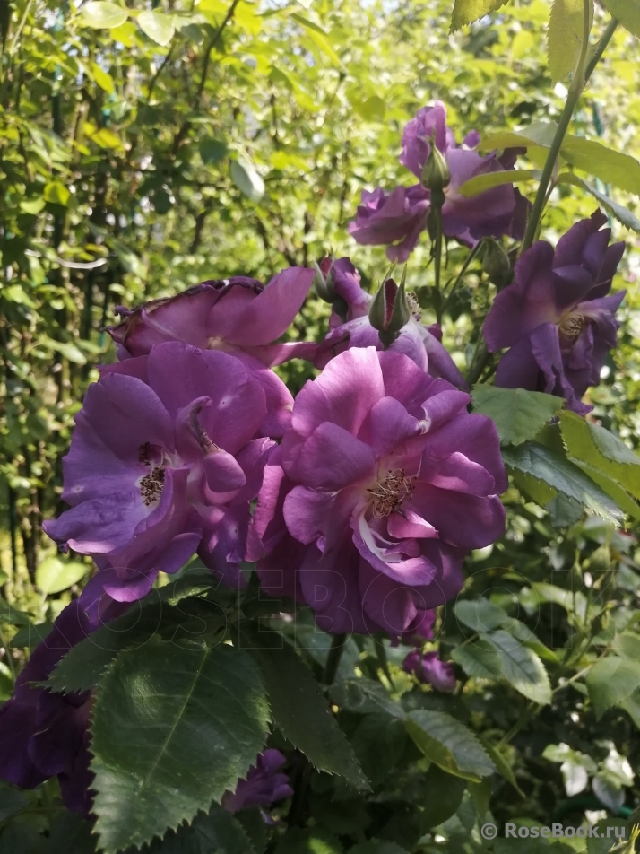 Rhapsody in Blue 