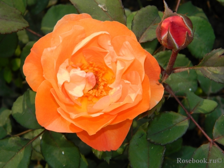 Lady Emma Hamilton