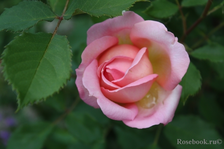 Abraham Darby