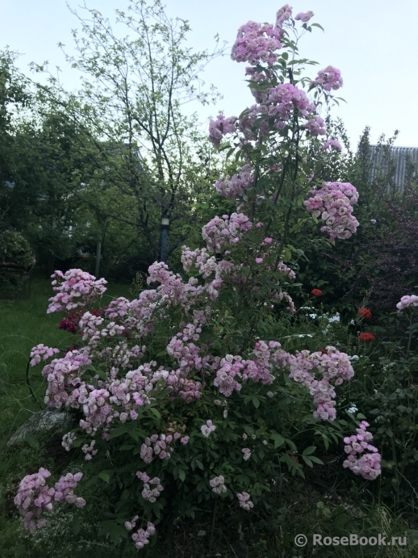 Heavenly Pink