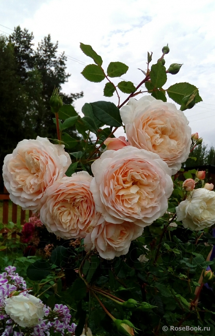 Crocus Rose® 