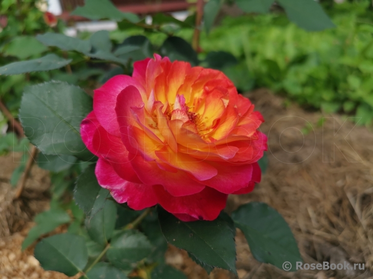Rosa Le Rosier De La Memoire