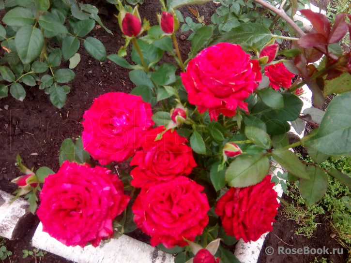 Red Intuition