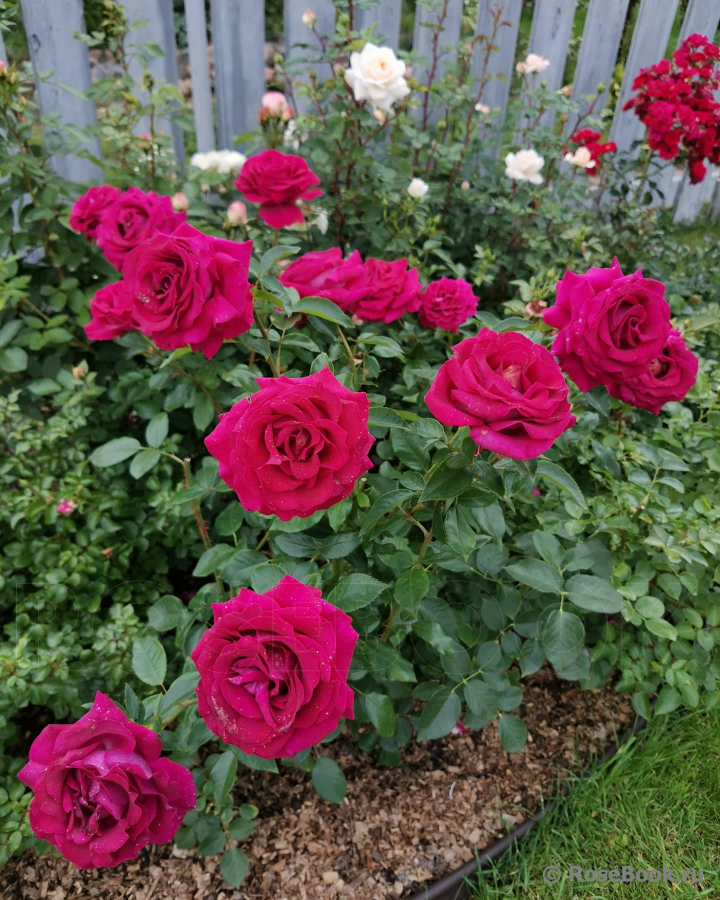 Belles Rives