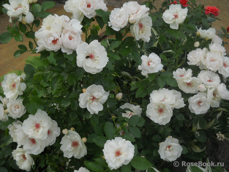 Jacqueline du Pre 