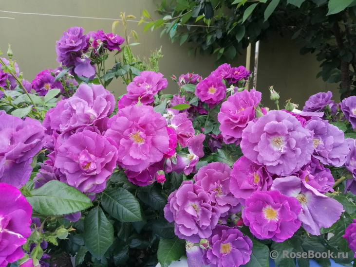 Rhapsody in Blue 