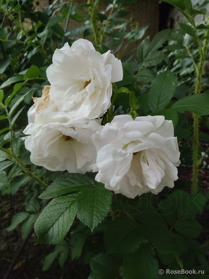 Blanc Double de Coubert 