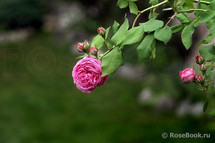 Comte de Chambord