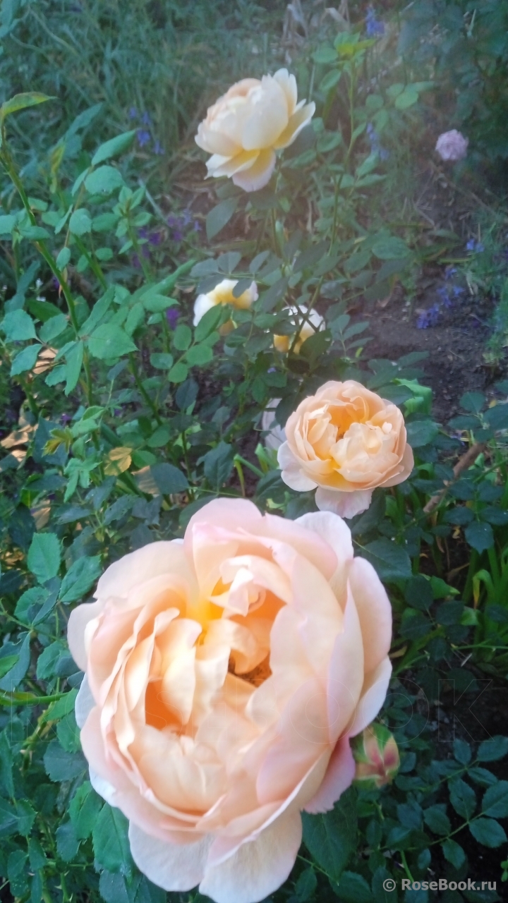 Lady of Shalott 