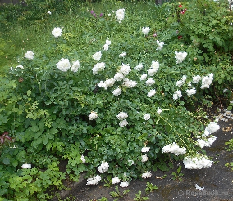 White Meidiland